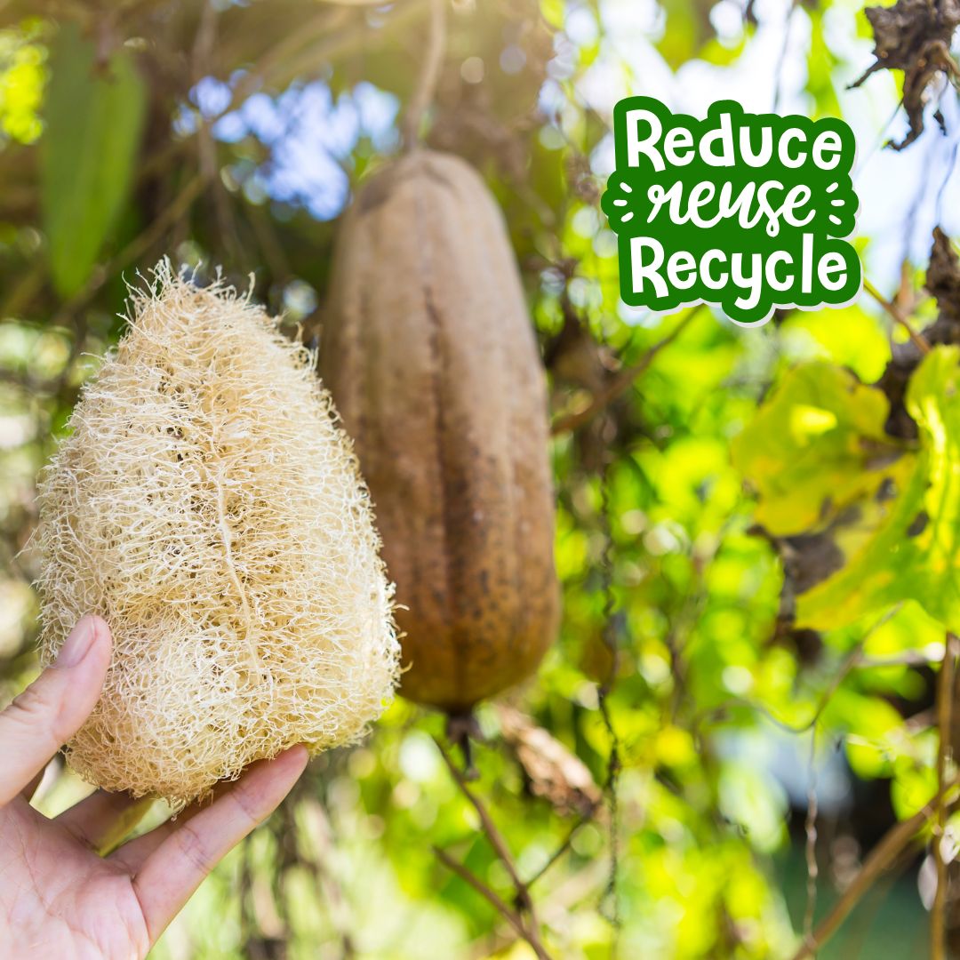 Renuvan Natural Loofah - Pack of 1 | 100% Organic Exfoliating Body Sponge for Smooth, Glowing Skin